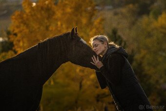 Valach Welsh Cob 3,5 roku - 11