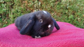 Zakrslý beránek, králíček, králík - DENIS - 11