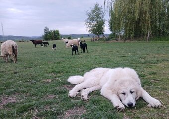 PYRENEJSKÝ HORSKÝ PES - fenka s PP - REZERVOVANÁ - 11