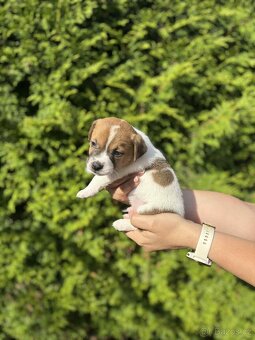Jack Russell teriéra - 11