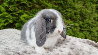 Zakrslý beránek, králíček, králík-HENRY - 11