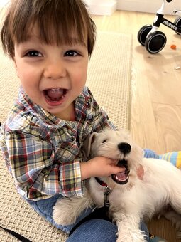 Knírač malý bílý s PP - CHS Švarcava - 11