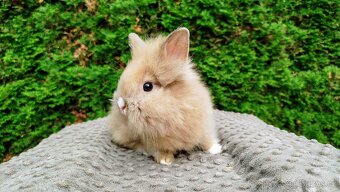 Zakrslý králík, králíček -(lvíček)-TESSIE - 11
