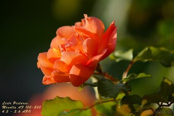 Objektiv Minolta AF 100-300 mm APO - bajonet Sony A - 11