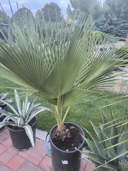 Sabal brazoriensis yucca juka - 11