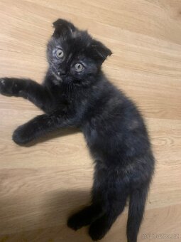 Britská koťátka - 11