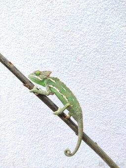 chameleon jemenský, terárium - 11
