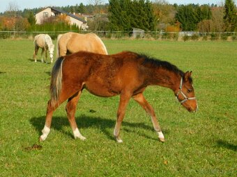 letošní hřebeček pony - 11