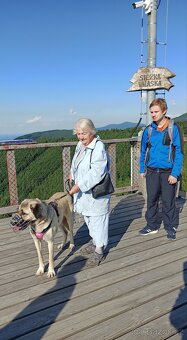 Kangal   štěňata - 11