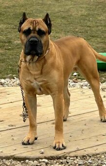 Cane corso s PP - 11