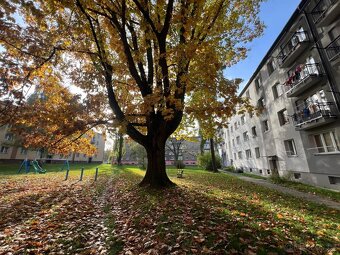 Pronájem, byt 0+1,22 m2, ul. Svazácká, Ostrava -Zábřeh - 11
