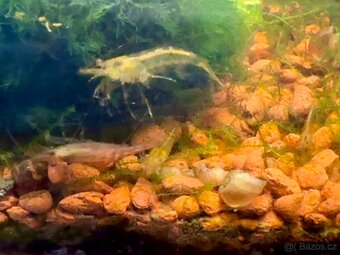 Krevetky akvarijní - 11