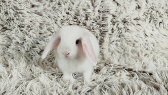 Zakrslý beránek, králíček, králík - TIMIÁN - 11