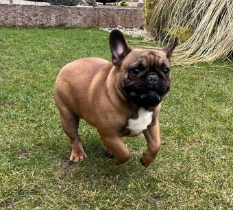 Francouzsky buldoček s PP - psík - 11