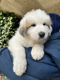 Prodej štěňátek Pyrenejský horský pes s průkazem původu - 11