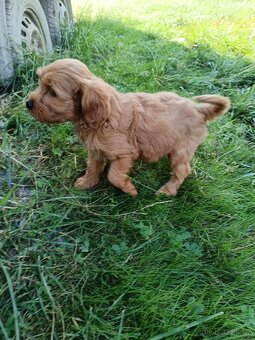Maltipoo,maltipo - 11