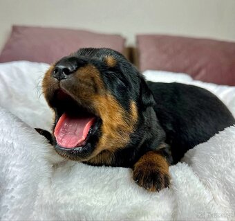 Rotvajler, Rottweiler, rtw s pp - 11