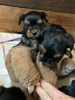 Štěňátka yorkšíra bez PP - 11