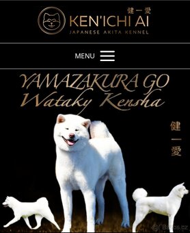 Štěňátka Akita inu s PP - 11