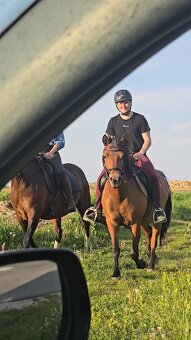 Huculská klisna, hucul, rekreace, vyjížďky, hipoterapie. - 11