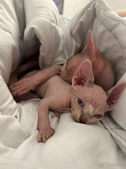 Koťe Sphynx - 11