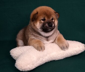 Shiba-Inu s PP FCI - 11