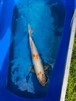 ❗️KOI KAPR 30-60CM VÝPRODEJ❗️ - 11