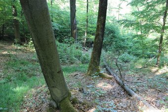 Prodej nevytěženého lesa u Luhačovic - 3,25 ha - 11