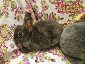 Zakrslý králíček - 11