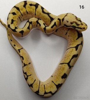 Krajta královská / Python regius - 11