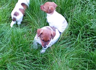 Jack russell terier krásná fenečka na odběr - 11