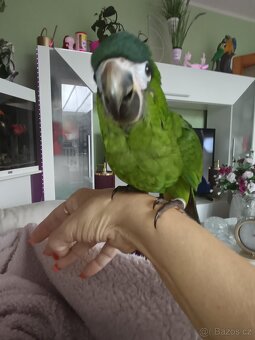 Ara nobilis ručně dokrmena - 11