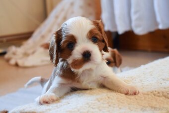 Šteniatka Cavalier King Charles Spaniel - 11