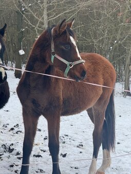 ČT klisnicka k prodeji - 11