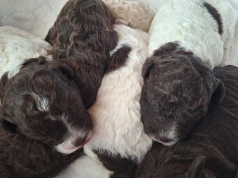 Lagotto romagnolo s PP ( italský vodní pes ) - 11
