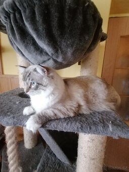 Ragdoll kocourek bez PP - 11