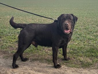 ICE K ADOPCI - hnědý x-labrador, akční parťák - 11
