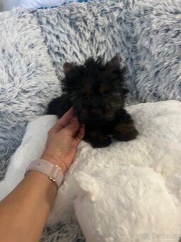 Jorkširský teriér s PP - 11