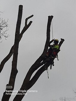 Rizikové kácení - 11