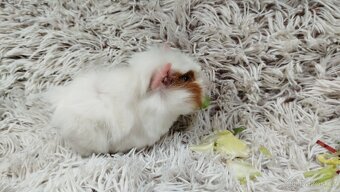 Morče, Morčata, Morčátko, Morčátka - DARWIN A MERLIN - 11