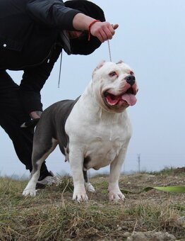 American Bully XL 🐾 - 11