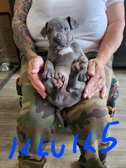 Štěňátka Pitbulla prodám - 11