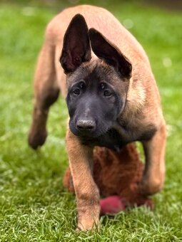 BELGICKÝ OVČÁK MALINOIS - 11