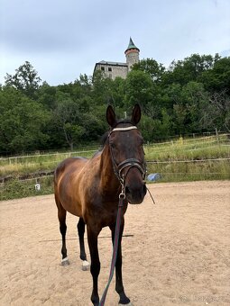 Zdravá sportovní Klisna 14 let - 11