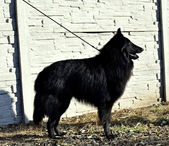 Belgický ovčiak groenendael FCI s PP po šampiónoch - 11