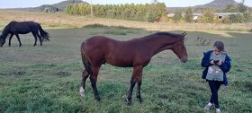Prodám Kentucky Mountain Saddle Horse - 11