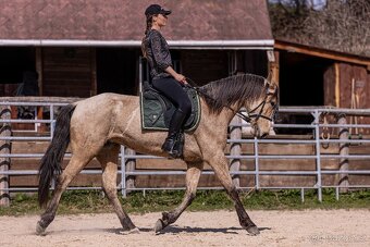 Lusitano klisna - 11
