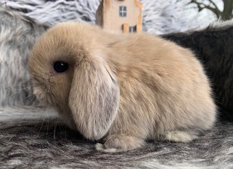 ❤️❤️Nádherní Minilop králíčci beránek k odběru - 11
