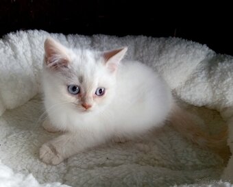 Britský kocourek colorpoint s PP - 11