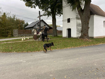 Připouštění černým hřebcem Welsh Cob D - rok 2026 - 11